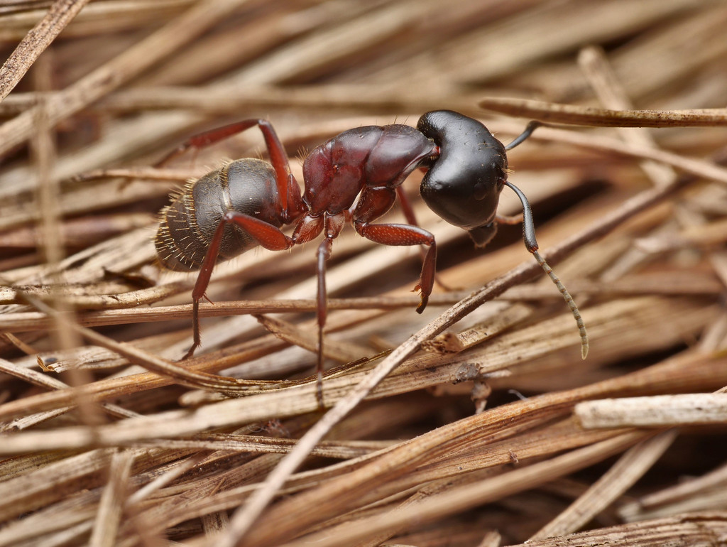 Hercules Ant