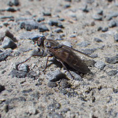 Hybomitra microcephala