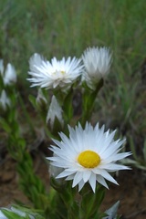 Helichrysum monticola