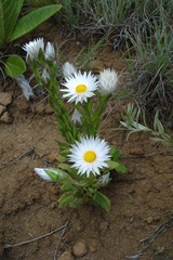 Helichrysum monticola