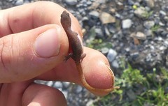 Saurodactylus fasciatus