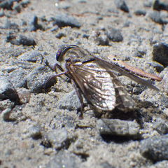Hybomitra microcephala