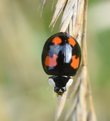 Harmonia axyridis