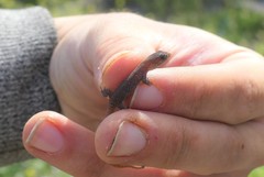 Saurodactylus fasciatus