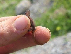 Saurodactylus fasciatus