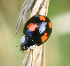 Harmonia axyridis