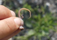 Saurodactylus fasciatus