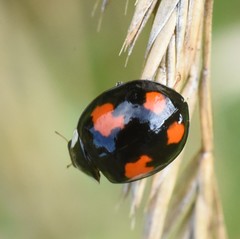 Harmonia axyridis