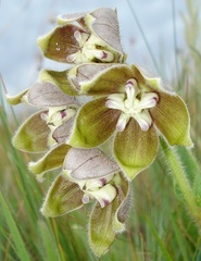 Asclepias cultriformis