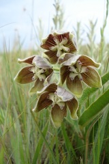 Asclepias cultriformis