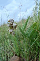 Asclepias cultriformis