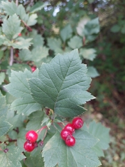Crataegus
