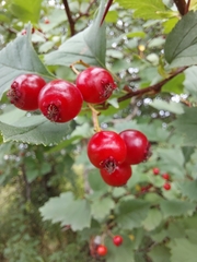 Crataegus