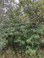 Crataegus