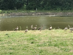 Alopochen aegyptiaca