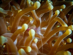 Ancylomenes sarasvati