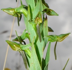 Habenaria anguiceps