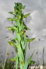 Habenaria anguiceps