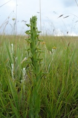 Habenaria anguiceps