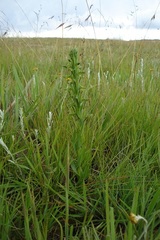 Habenaria anguiceps