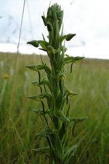 Habenaria anguiceps
