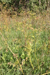 Pastinaca sativa
