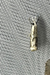 Microcrambus kimballi