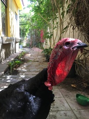 Meleagris gallopavo domesticus