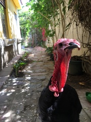 Meleagris gallopavo domesticus