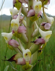 Disa cooperi