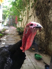 Meleagris gallopavo domesticus