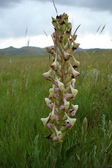 Disa cooperi