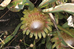 Protea laevis