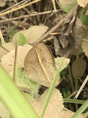 Brakefieldia perspicua