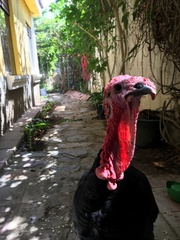 Meleagris gallopavo domesticus