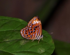 Laxita thuisto