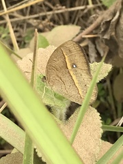 Brakefieldia perspicua