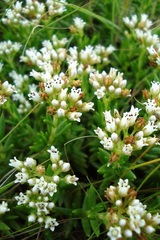 Crassula dependens