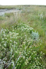 Crassula dependens