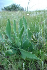 Brunsvigia undulata