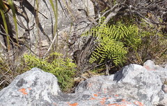 Gleichenia polypodioides