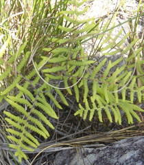 Gleichenia polypodioides