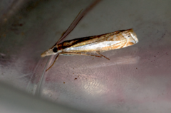Crambus praefectellus