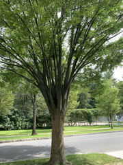 Zelkova serrata