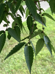 Zelkova serrata
