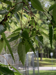 Zelkova serrata