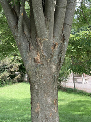 Zelkova serrata