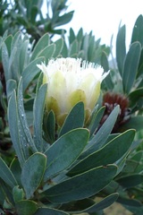 Protea subvestita