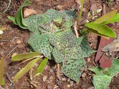 Ledebouria ovatifolia ovatifolia
