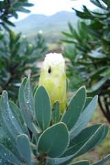 Protea subvestita